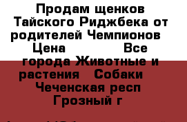 Продам щенков Тайского Риджбека от родителей Чемпионов › Цена ­ 30 000 - Все города Животные и растения » Собаки   . Чеченская респ.,Грозный г.